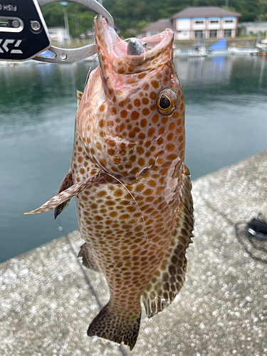 ハタの釣果