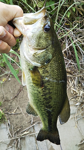 ラージマウスバスの釣果