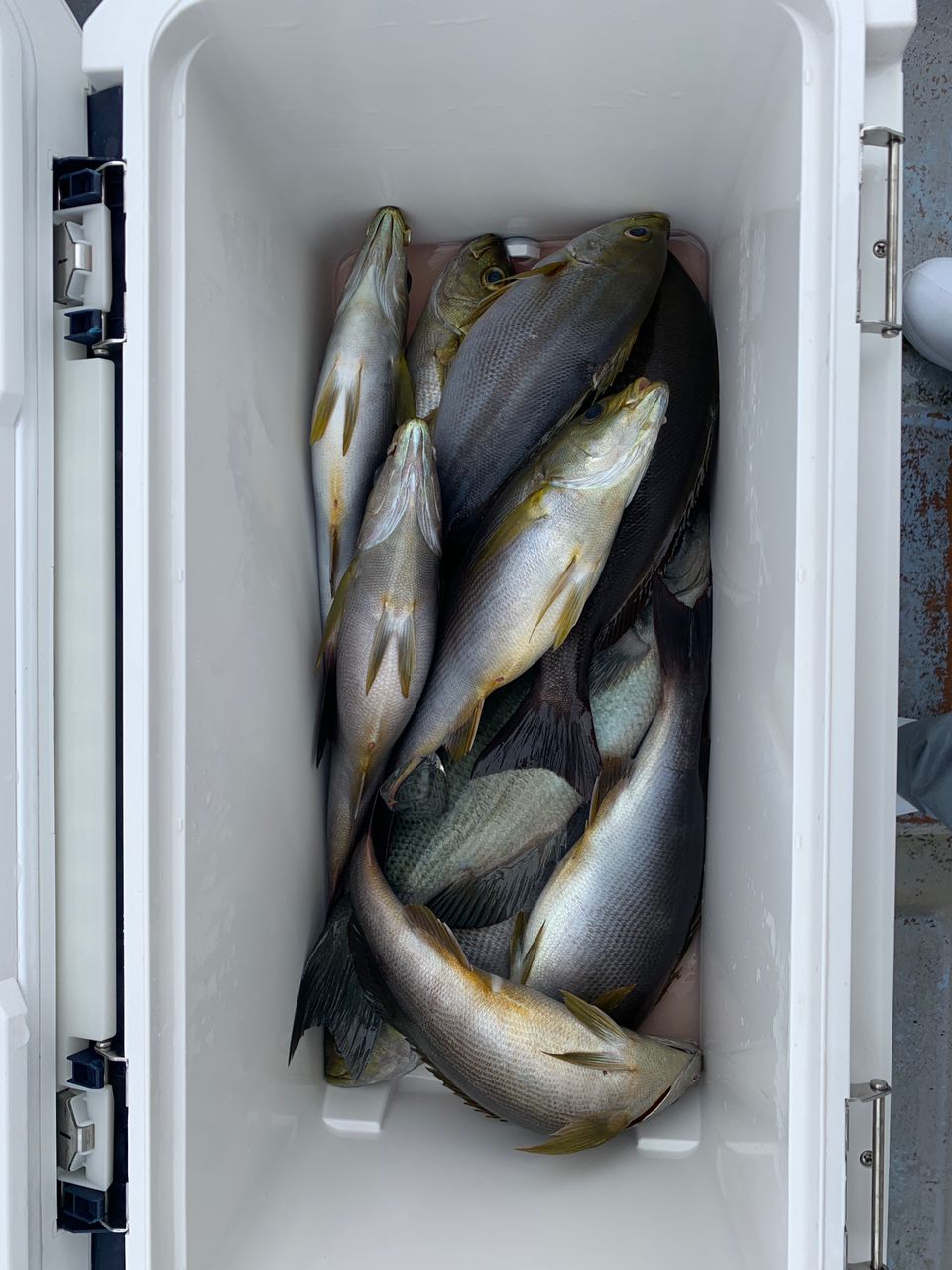 真鯛28号船さんの釣果 2枚目の画像