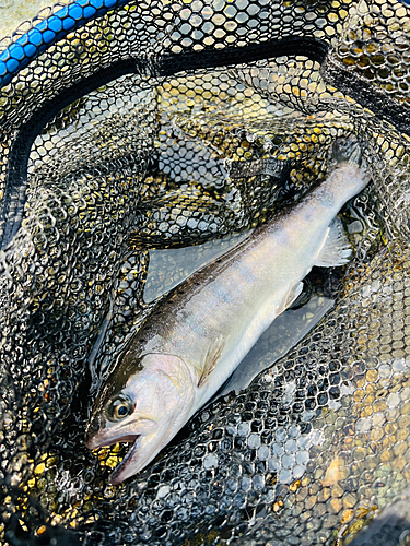 ヤマメの釣果