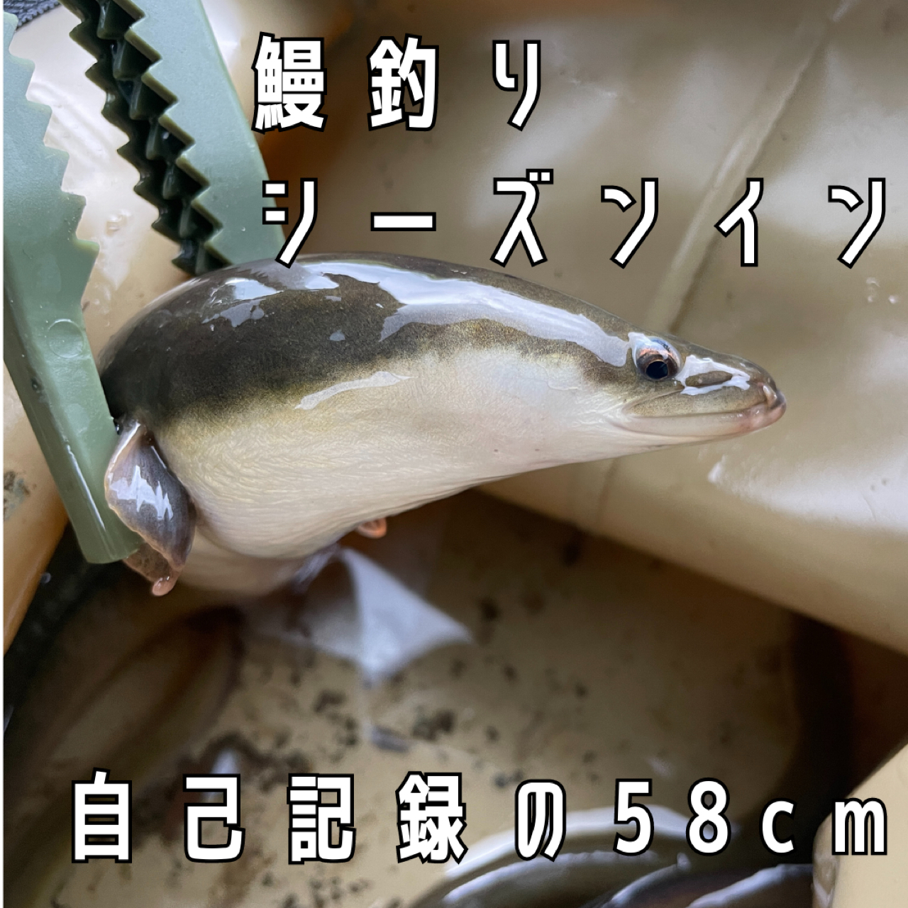 ウナギ