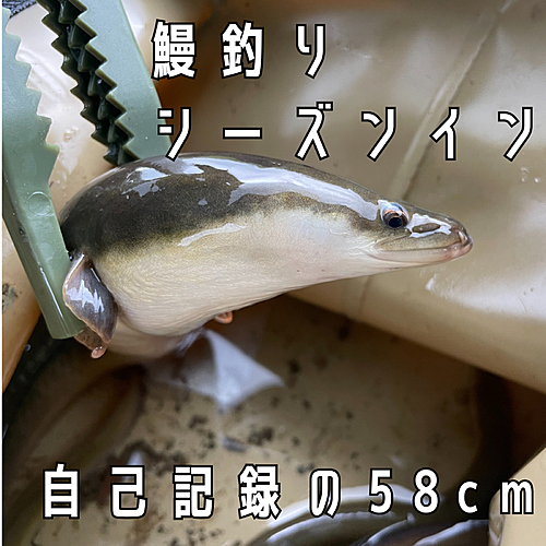 ウナギ