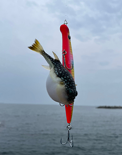 クサフグの釣果