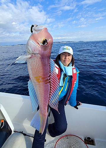 アマダイの釣果