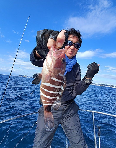 マハタの釣果