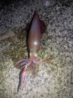 ケンサキイカの釣果