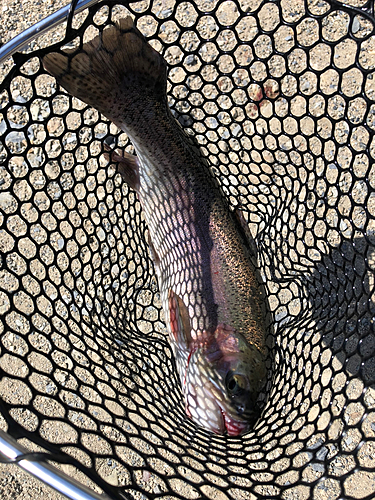 ニジマスの釣果