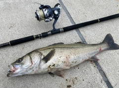 シーバスの釣果