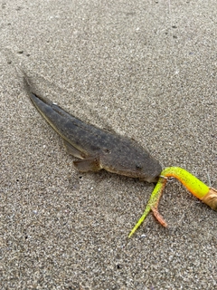 マゴチの釣果