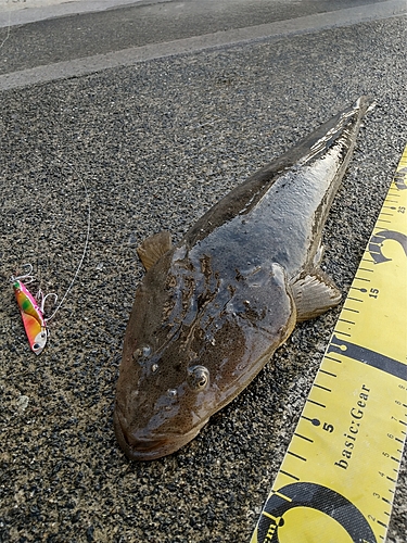 マゴチの釣果