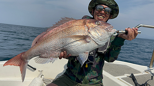 マダイの釣果