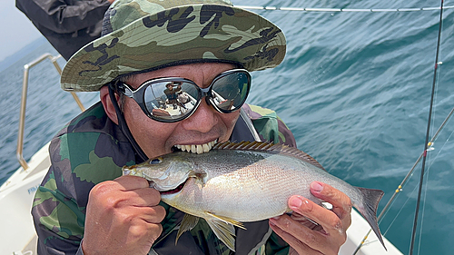 イサキの釣果