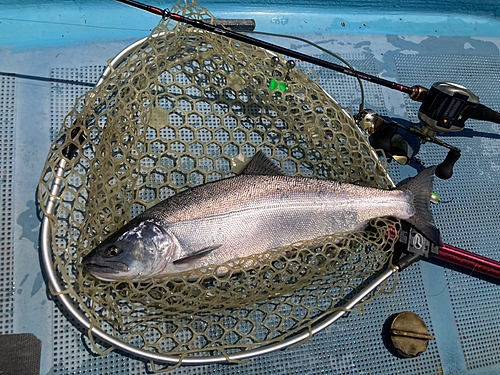 ビワマスの釣果