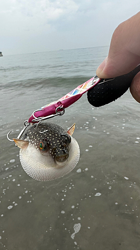 クサフグの釣果