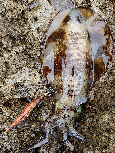 アオリイカの釣果