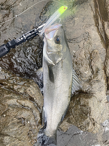 ヒラスズキの釣果