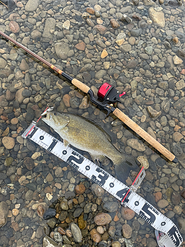 スモールマウスバスの釣果