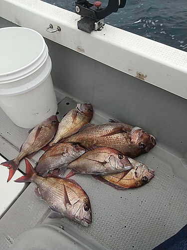 マダイの釣果