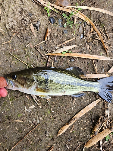 ラージマウスバスの釣果