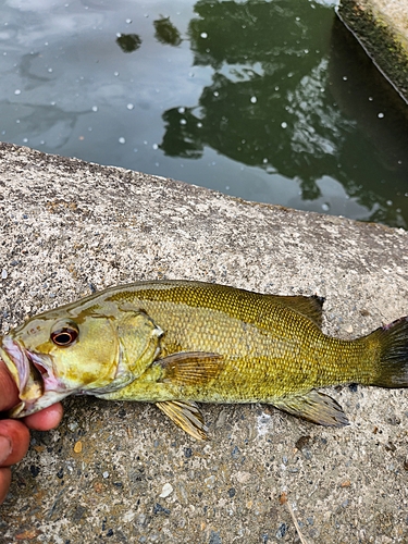 スモールマウスバスの釣果