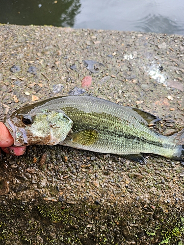 ラージマウスバスの釣果