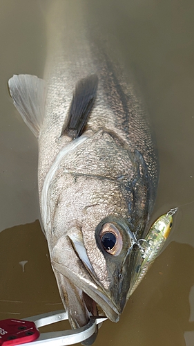 フッコ（マルスズキ）の釣果