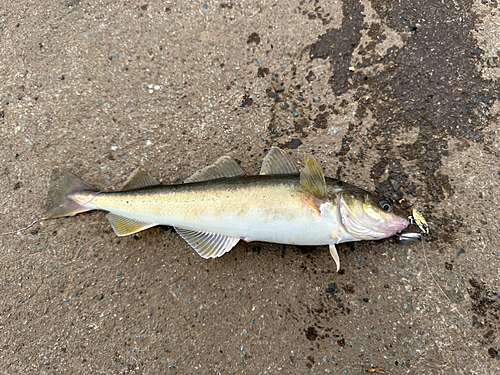 コマイの釣果