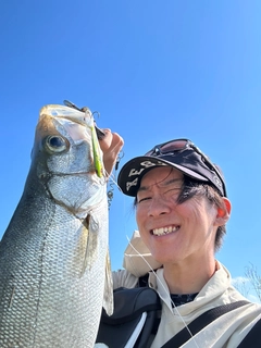 ヒラスズキの釣果