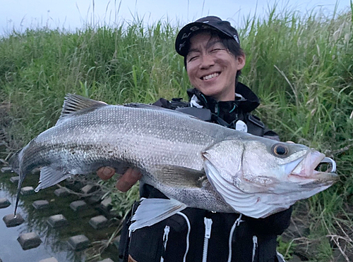 マルスズキの釣果