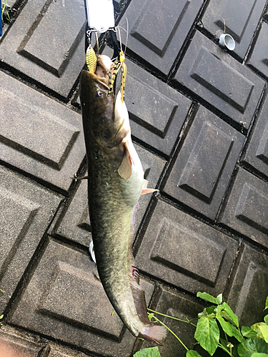 ナマズの釣果