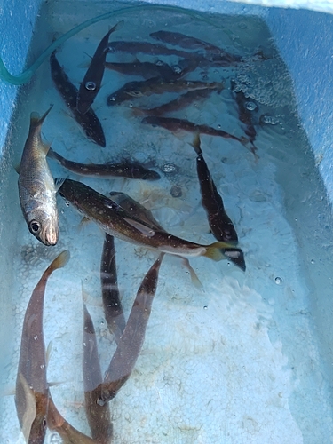 ムツの釣果