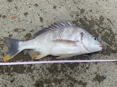 キビレの釣果