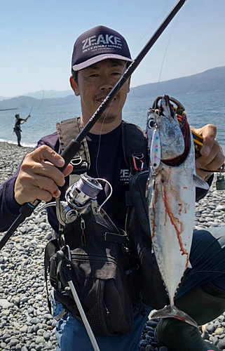 ヒラソウダの釣果