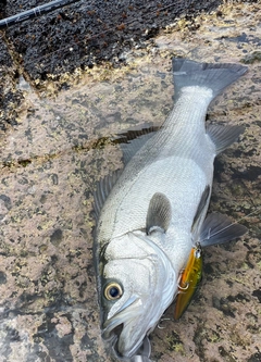 ヒラスズキの釣果