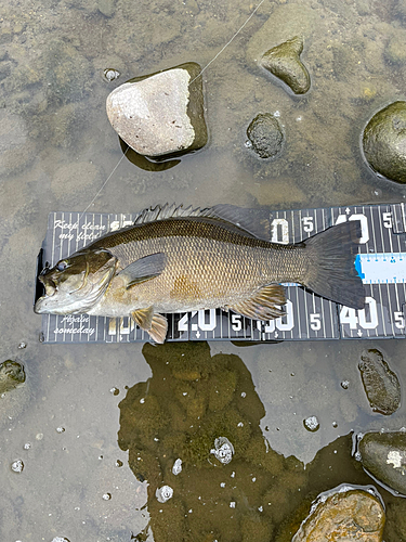 スモールマウスバスの釣果