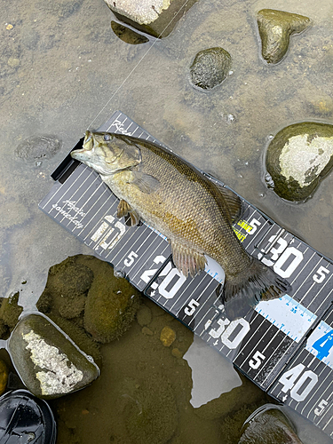 スモールマウスバスの釣果