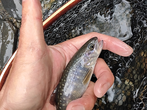 イワナの釣果