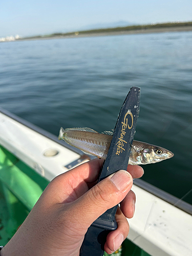 シロギスの釣果