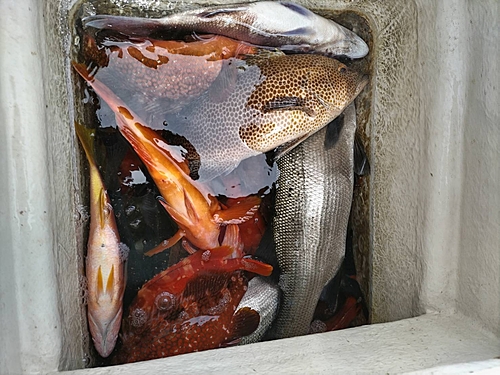 アコウの釣果