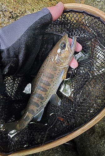 アマゴの釣果