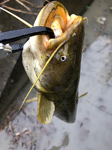 ナマズの釣果