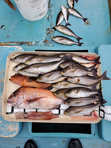 マダイの釣果