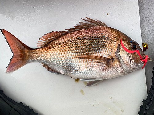 マダイの釣果