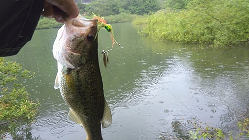 ラージマウスバスの釣果