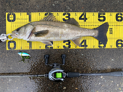 シーバスの釣果