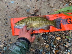 スモールマウスバスの釣果