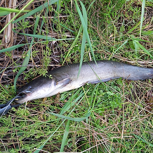 マナマズの釣果