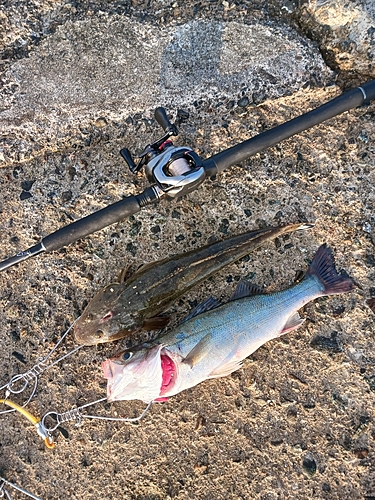 シーバスの釣果