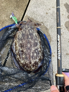 コウイカの釣果