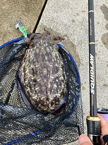 コウイカの釣果